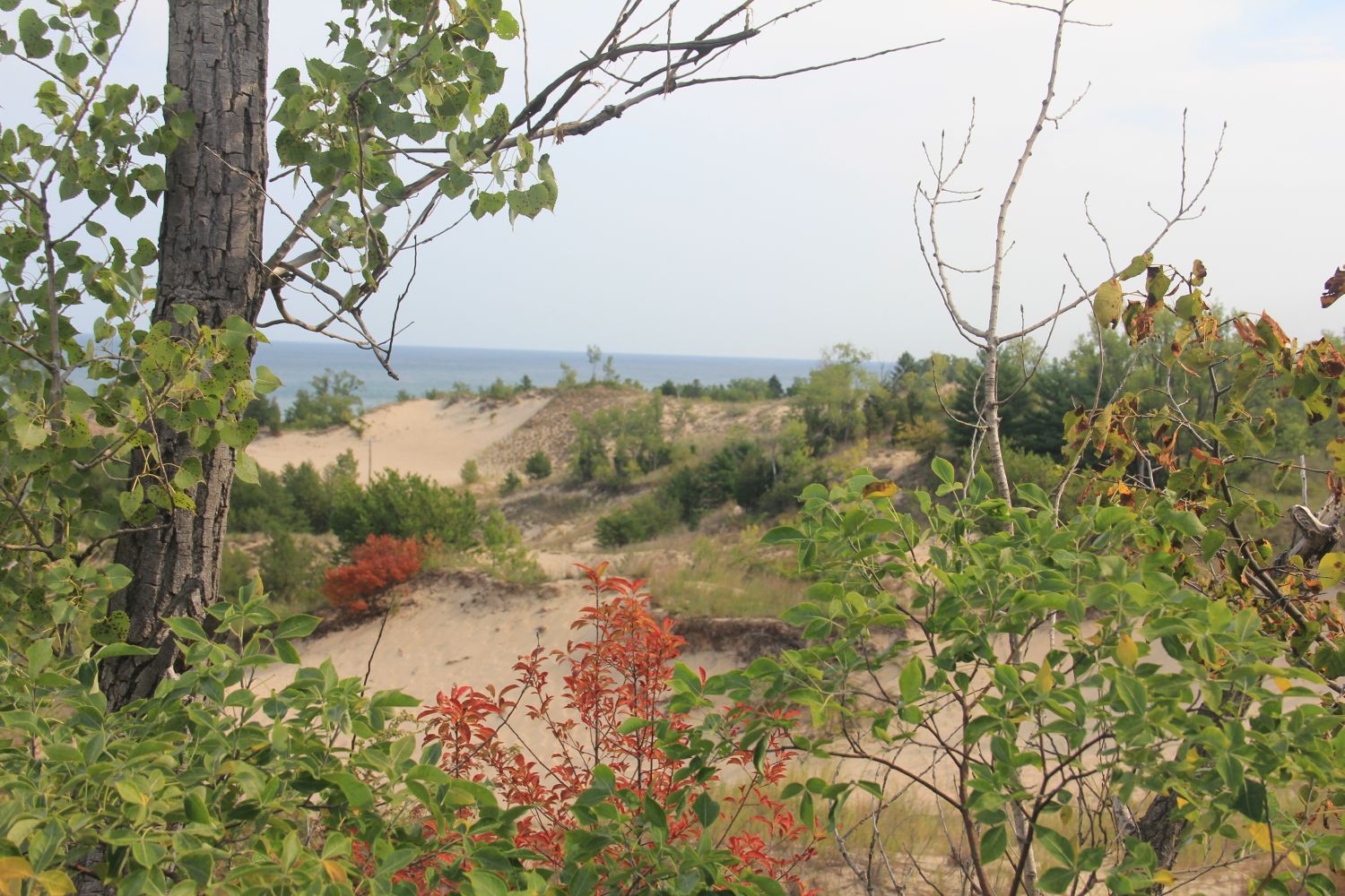 Diana of the Dunes Succession Trail 